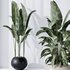 ParadiseBird and Rhapis Excelsa Lady Palm Vase 16 - Thumbnail 6