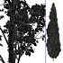 Mediterranean Cypress and Birch trees - Thumbnail 6