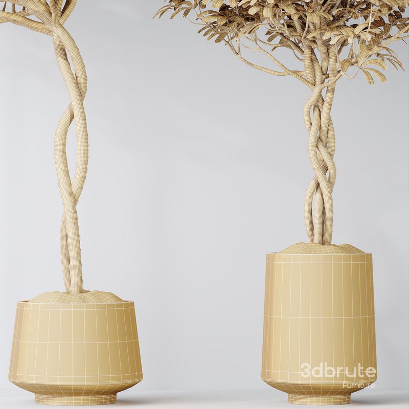 HQ HousePlants Schefflera Arboricola Umbrella Set02 Image 6