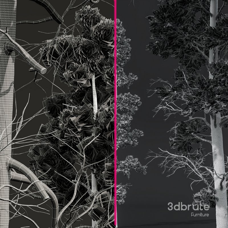 Pinus Palustris and Sphaeropteris Lepifera Image 5