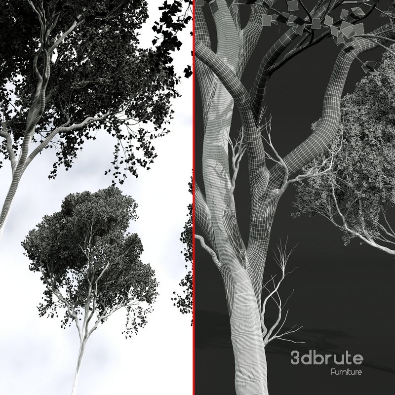 Acer Pseudoplatanus 04-spring trees Image 5