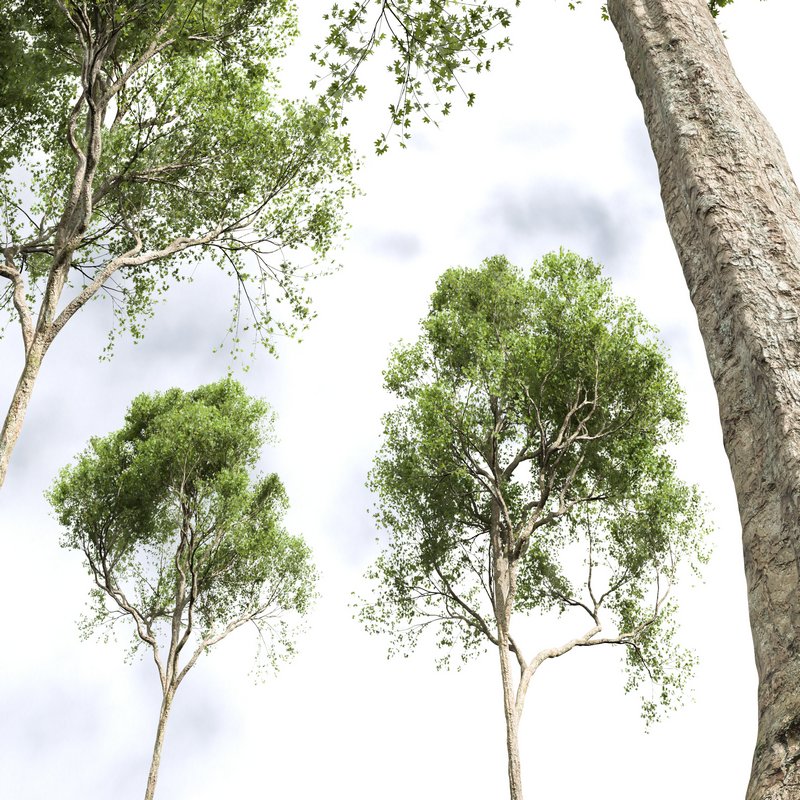 Acer Pseudoplatanus 04-spring trees Image 7
