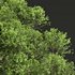 Acer Pseudoplatanus 04-spring trees - Thumbnail 3