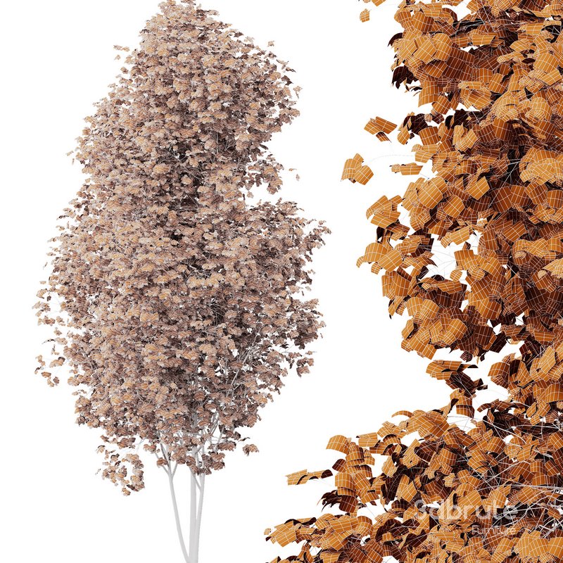 spring trees Acer Saccharinum and Acer Pseudoplatanus Image 5