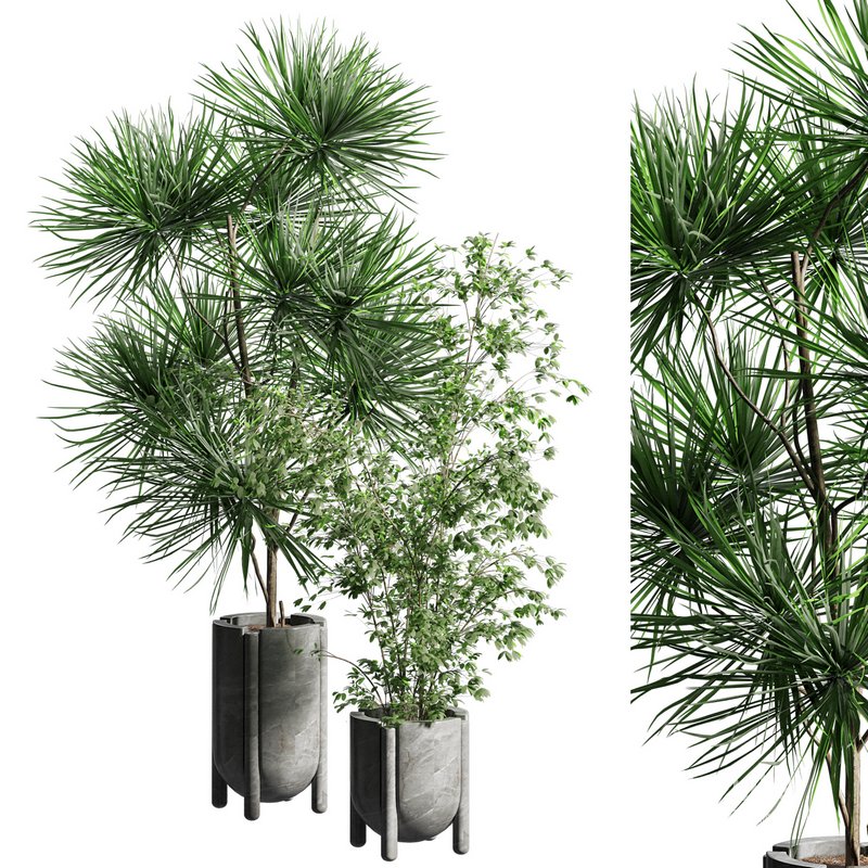 Indoor plant 06 Image 3