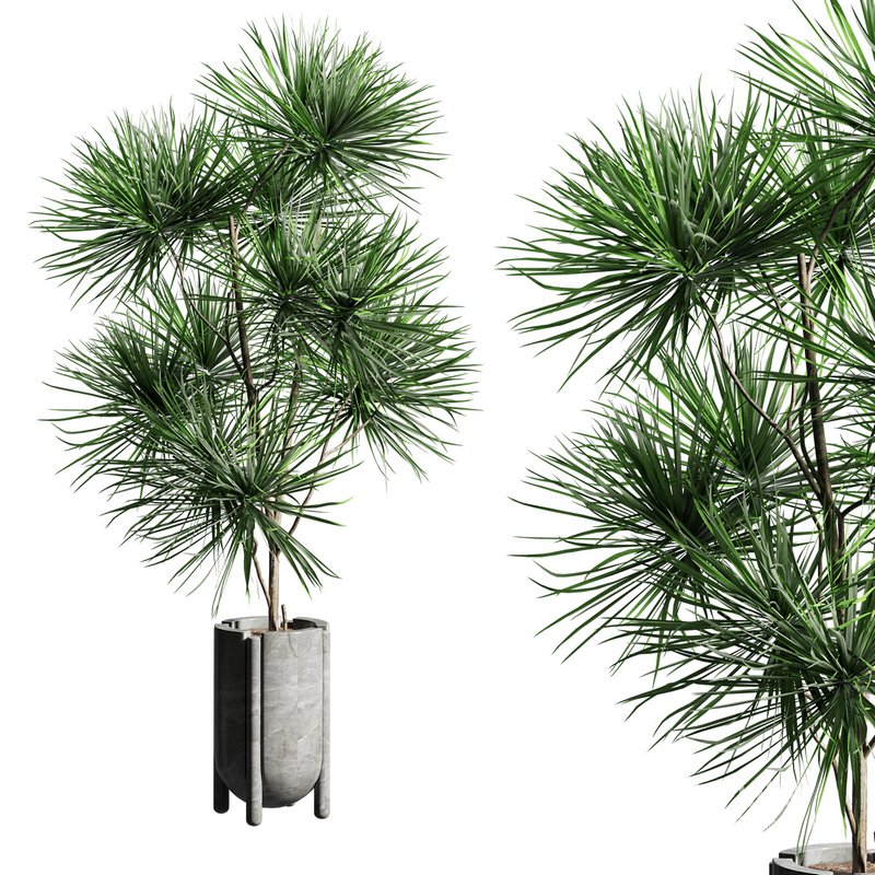 Indoor plant 06 Image 2