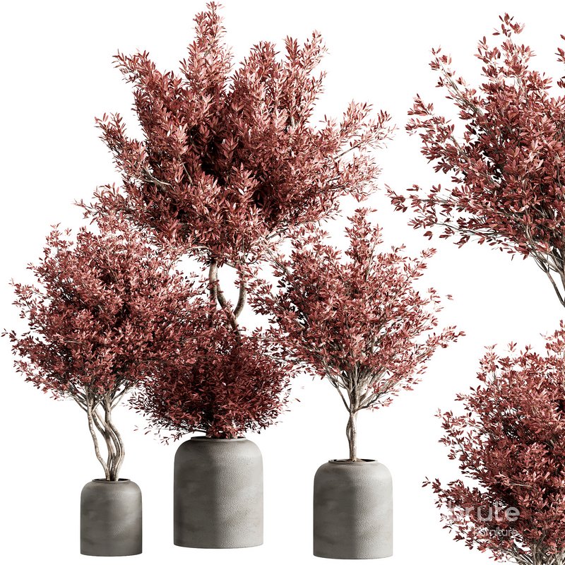 indoor plant set 21 Image 1