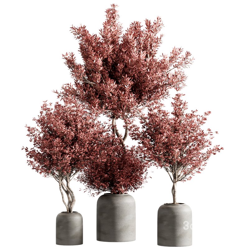 indoor plant set 21 Image 4