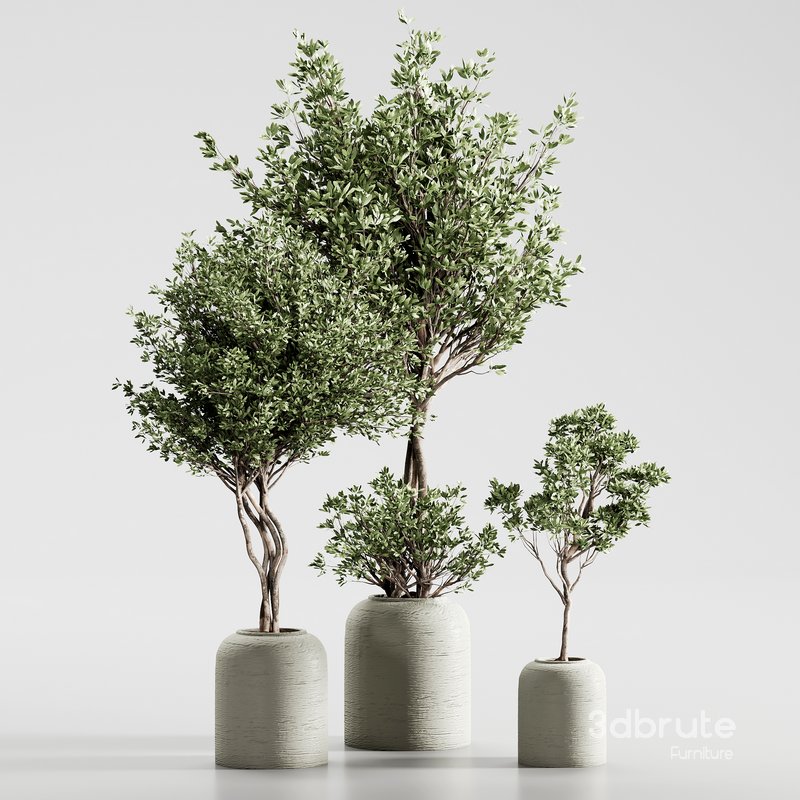 Indoor Plant 09 Image 2