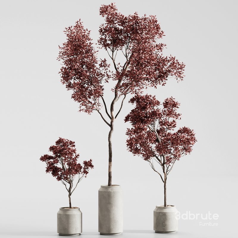 indoor plant set 13 Image 3