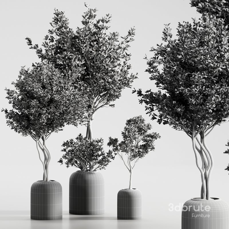 Indoor Plant 09 Image 4