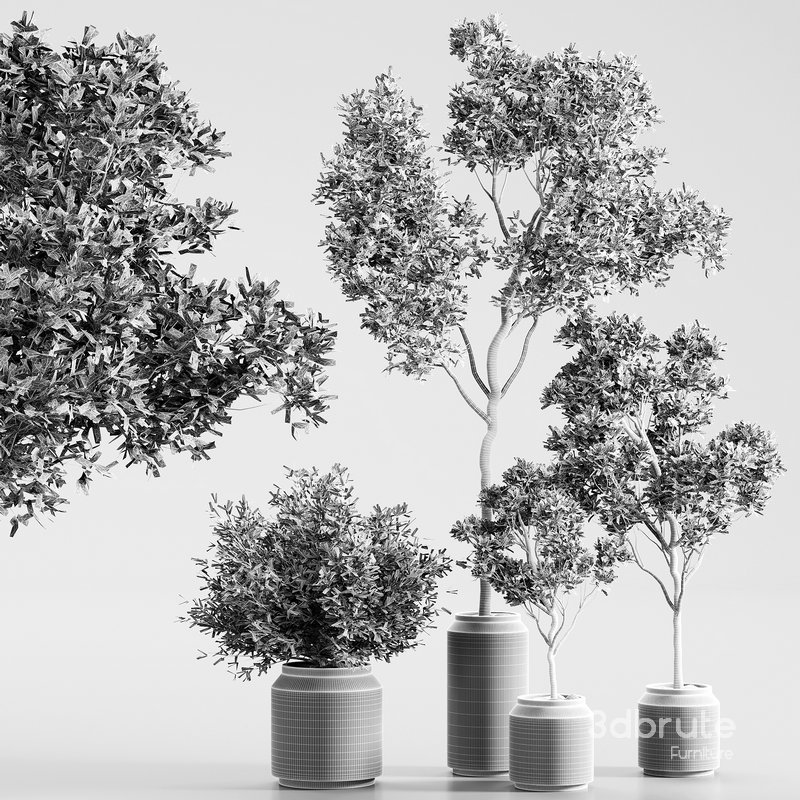 indoor plant set 13 Image 4