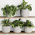 Plants on Shelf SetV10 - Thumbnail 1