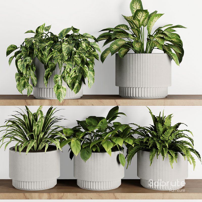 Plants on Shelf SetV10 Image 1