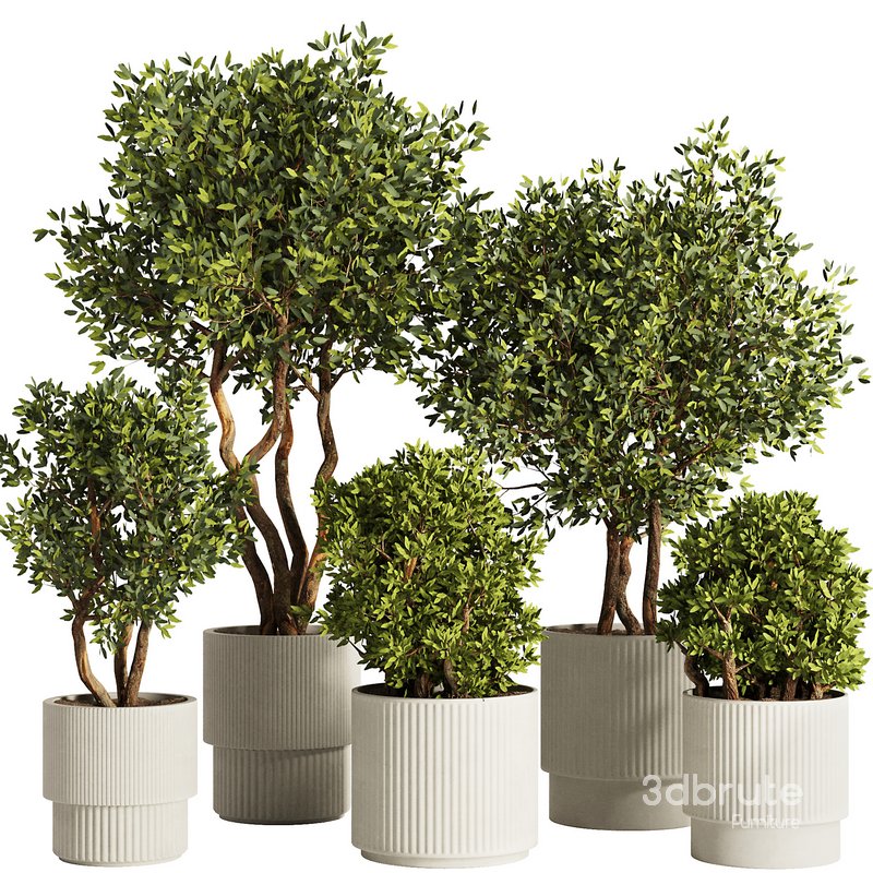 Indoor Plant Set53 Image 1