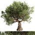 Olive Tree Set10 - Thumbnail 1