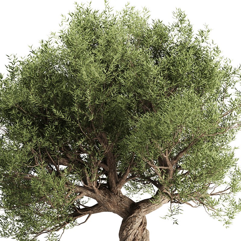 Olive Tree Set10 Image 2