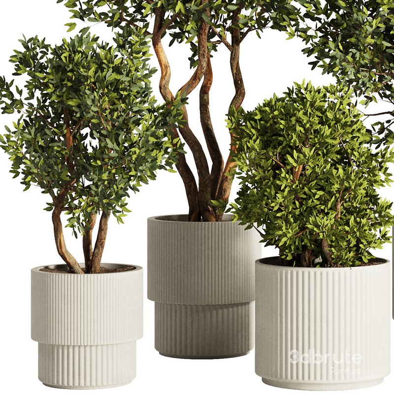 Indoor Plant Set53 Image 5