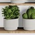 Plants on Shelf SetV9 - Thumbnail 2
