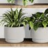 Plants on Shelf SetV10 - Thumbnail 2