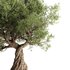 Olive Tree Set10 - Thumbnail 3