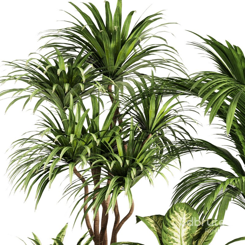 Indoor Plant Set52 Image 3