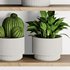 Plants on Shelf SetV9 - Thumbnail 3