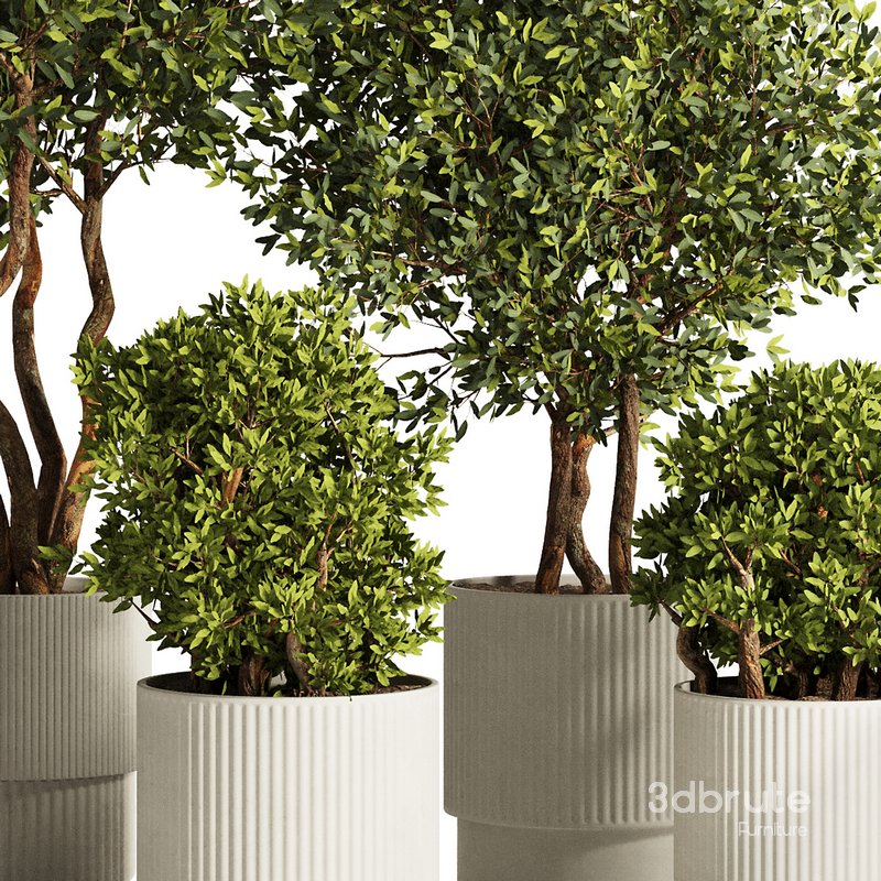 Indoor Plant Set53 Image 4