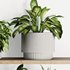 Plants on Shelf SetV10 - Thumbnail 4