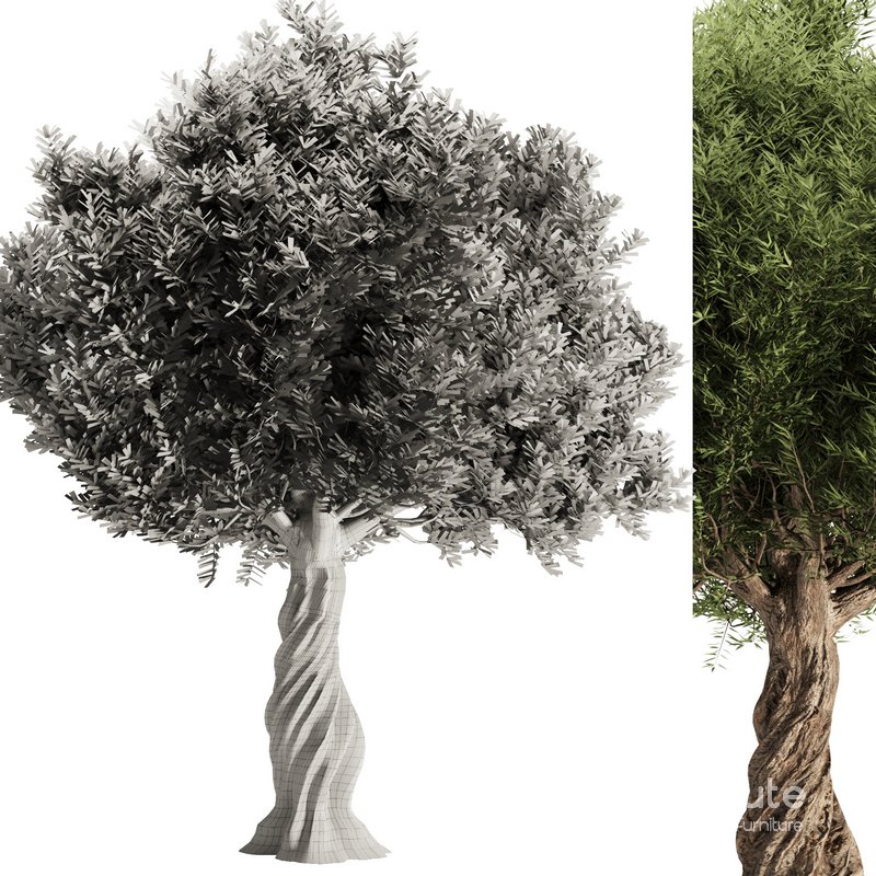 Olive Tree Set11 Image 4