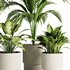 Indoor Plant Set52 - Thumbnail 4