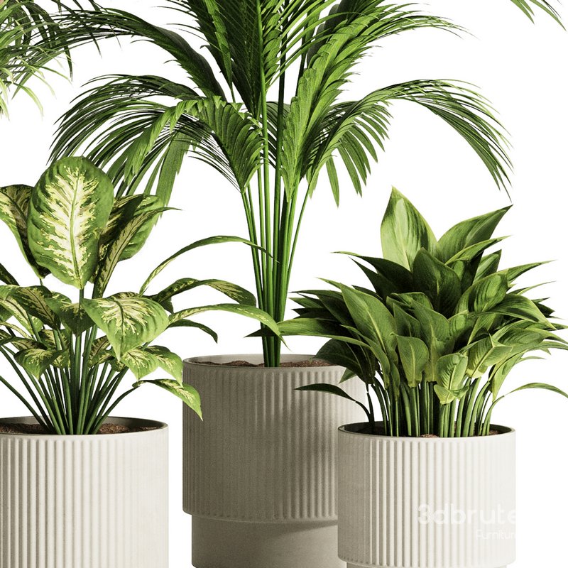 Indoor Plant Set52 Image 4