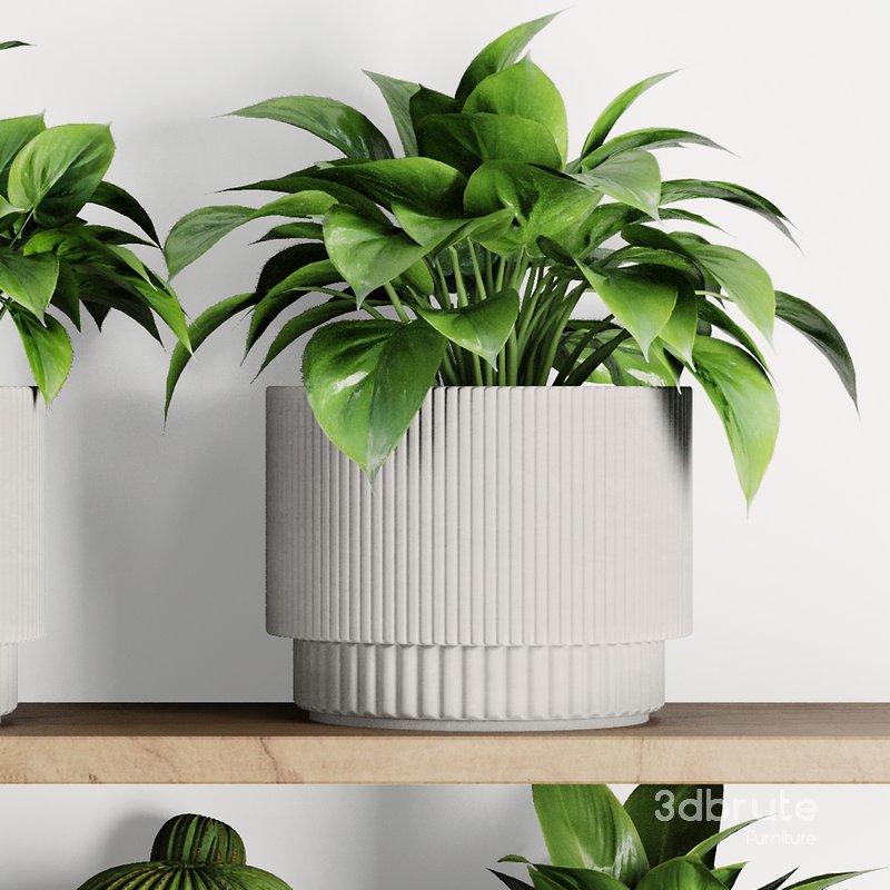 Plants on Shelf SetV9 Image 4