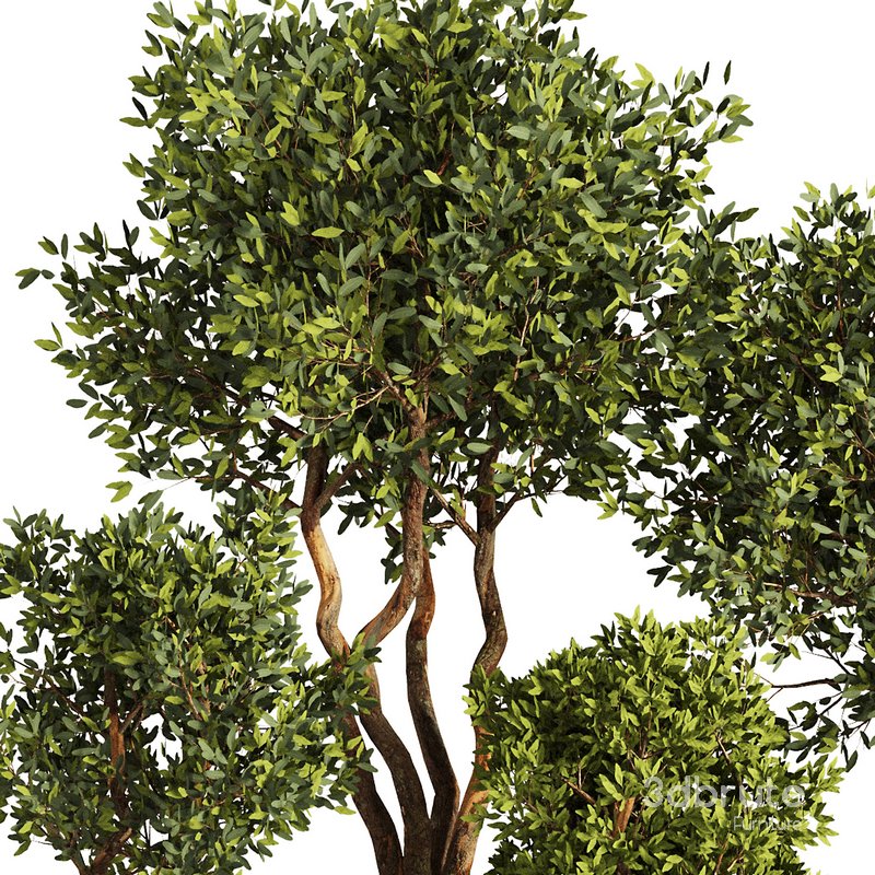 Indoor Plant Set53 Image 2