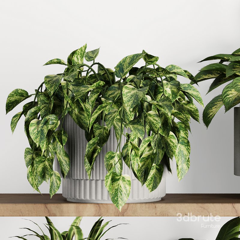 Plants on Shelf SetV10 Image 5