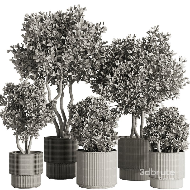 Indoor Plant Set53 Image 3