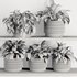 Plants on Shelf SetV10 - Thumbnail 6