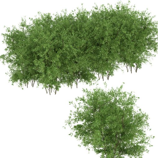 Untidy boxwood hedge – Buxus