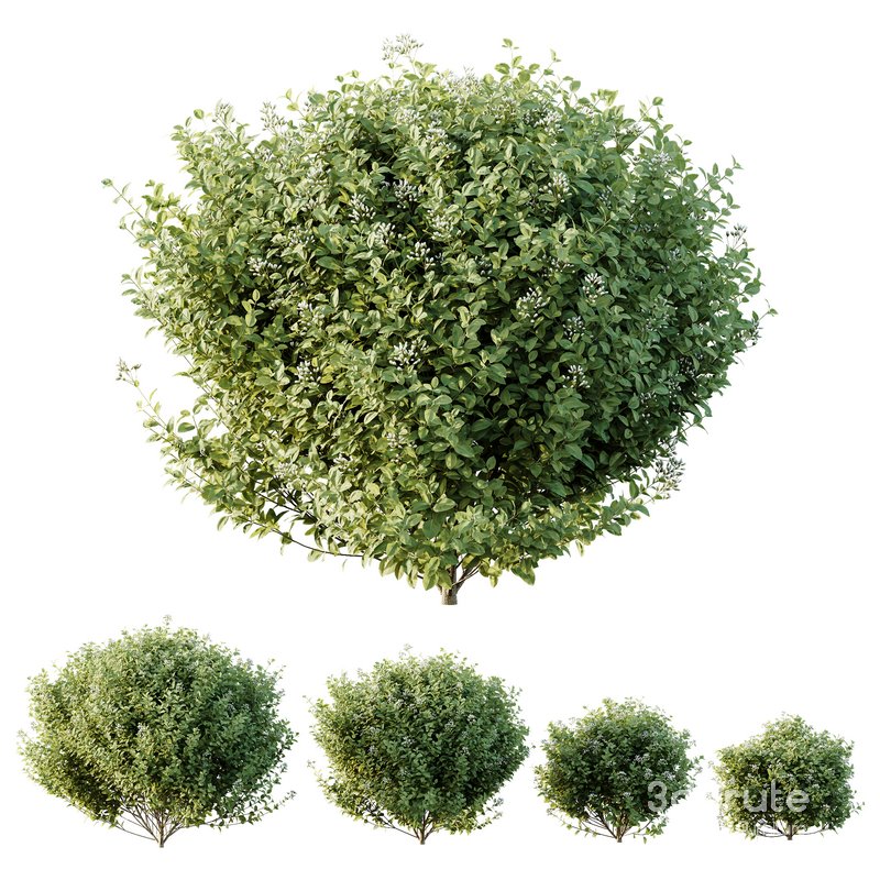 HQ Plants Stipa Tenuissima Ostnica Mocna Pony Tails Image 1