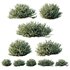 HQ Plants Gray Box Westringia Fruticosa Coastal Rosemary Flower - Thumbnail 1