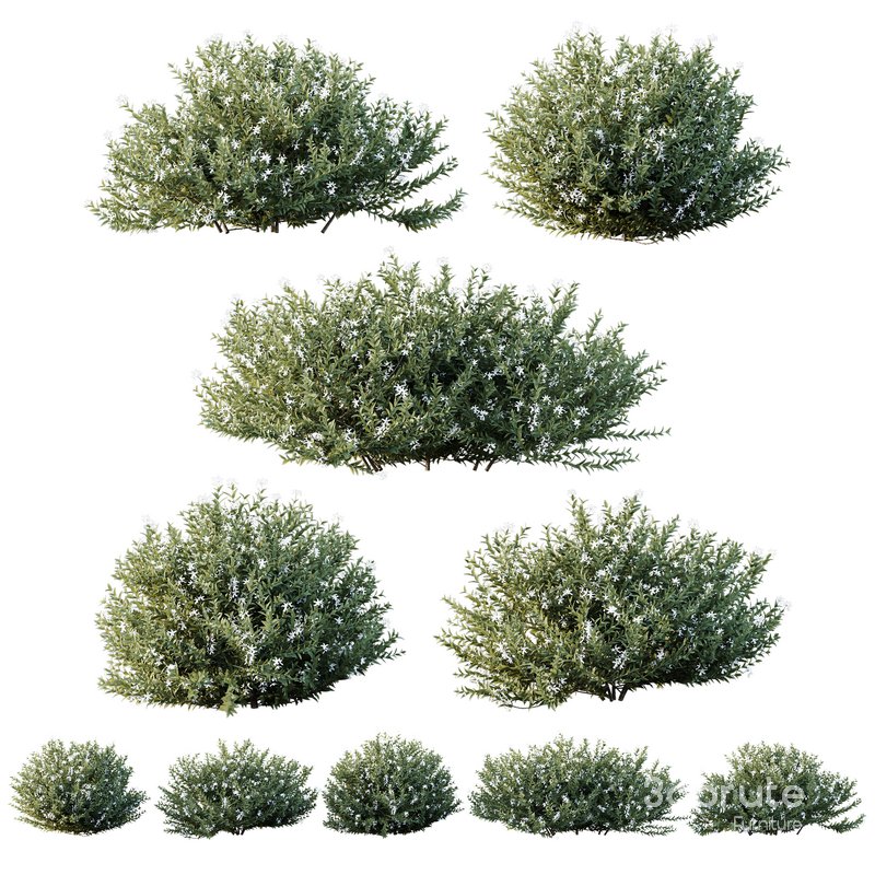 HQ Plants Gray Box Westringia Fruticosa Coastal Rosemary Flower Image 1