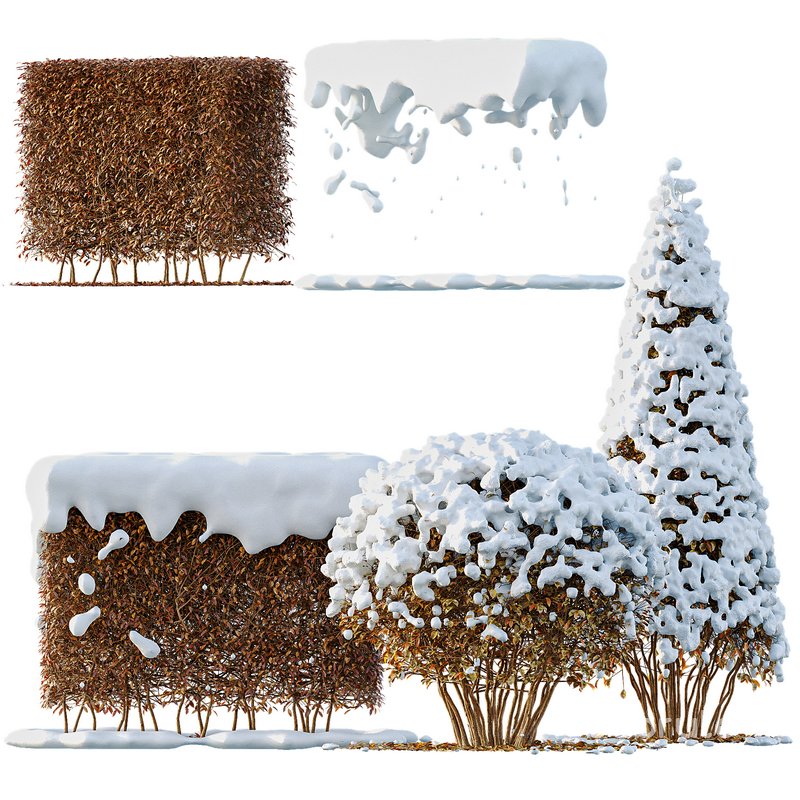 Dwarf Yaupon Holly Box Spherical Cone Winter 02 Image 1