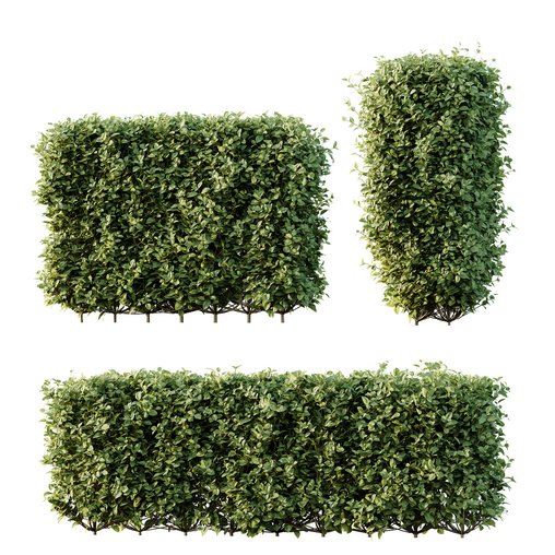 HQ Plants Ligustrum Ovalifolium Argenteum Aureum Box Hedge