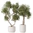 HousePlants Olive Artificial Olivo Olea Tree Set02 - Thumbnail 1