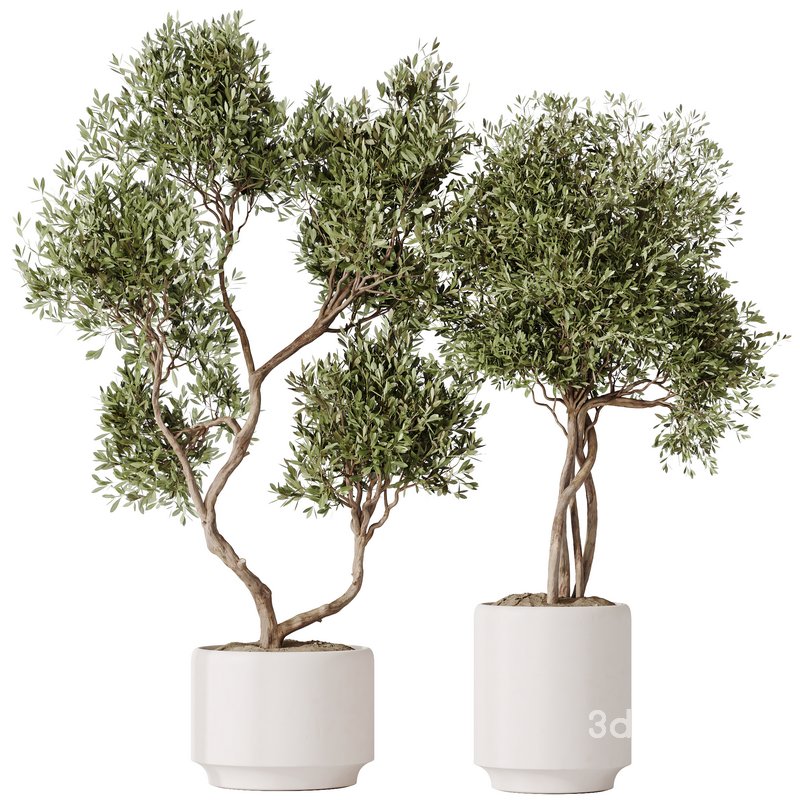 HousePlants Olive Artificial Olivo Olea Tree Set02 Image 1