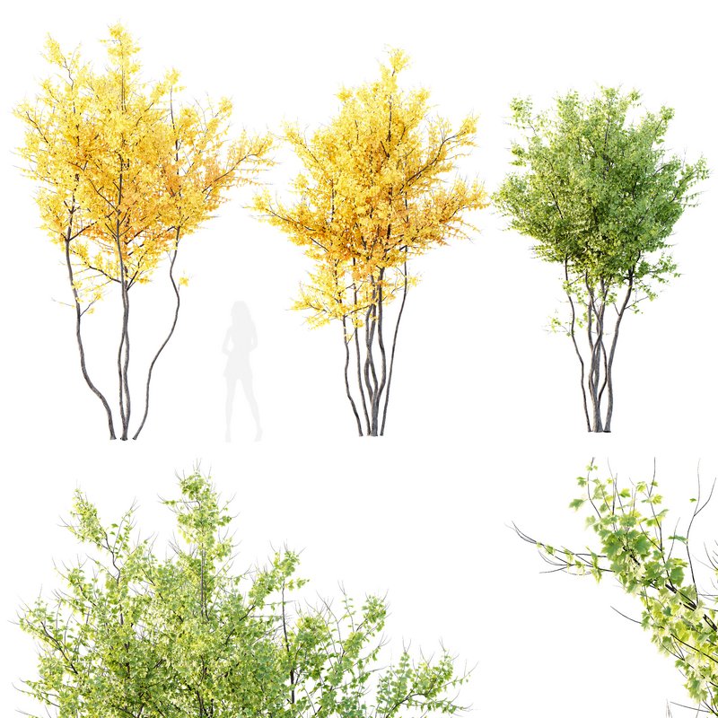 Plants Acer X freemanii Freeman Maple Sapindaceae Autumn Blaze Image 1