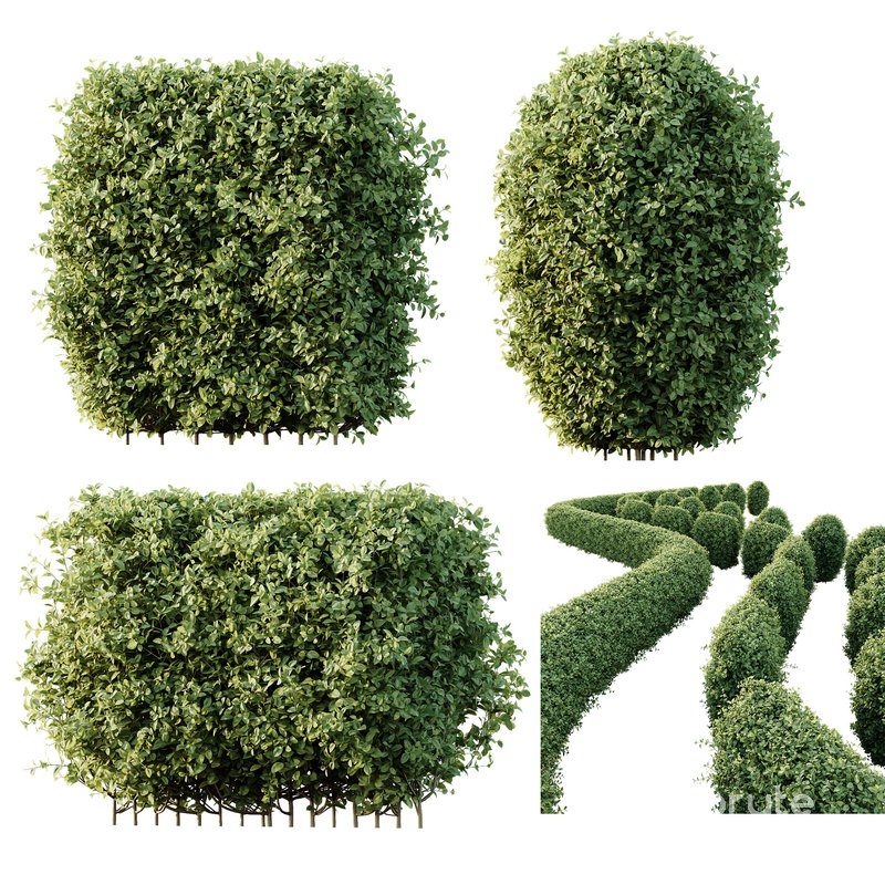 HQ Plants Ligustrum Ovalifolium Argenteum Aureum Hedge Image 1