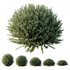 HQ Plants Gray Box Westringia Fruticosa Coastal Rosemary Set02 - Thumbnail 1