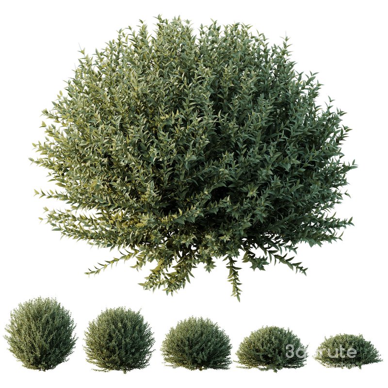 HQ Plants Gray Box Westringia Fruticosa Coastal Rosemary Set02 Image 1