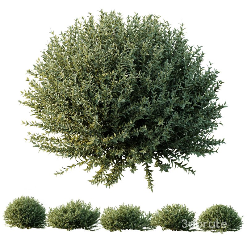 Gray Box Westringia Fruticosa Coastal Rosemary Image 1